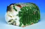 8045sci2_bread
